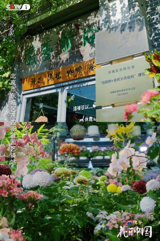 《花开中国》北京篇（上）：岁寒菊香 满城芳华