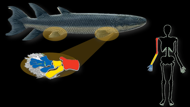 这个小盒子里的化石材料	，产生了非常多举世瞩目的成果，有十几篇顶刊文章｜卢静 一席少年第36位讲者