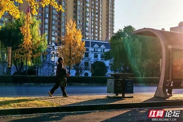 金色长廊！常德柳叶大道迎最佳观赏期