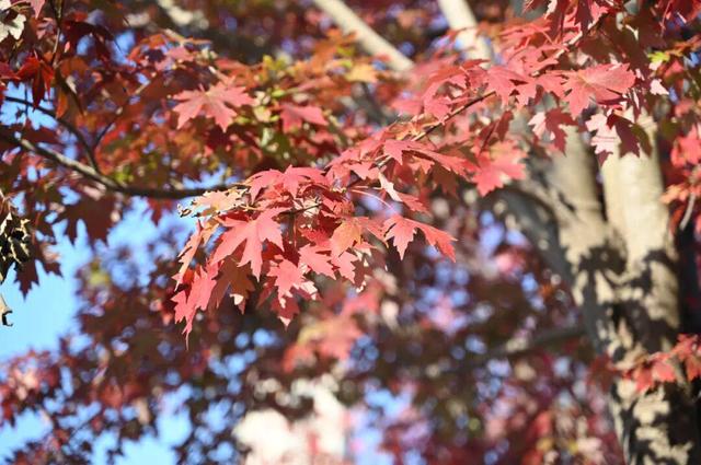 红了~红了，来宿城追“枫”！