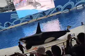 上海海昌海洋公园虎鲸表演时有血迹？园方：与伙伴嬉闹轻微擦伤图片