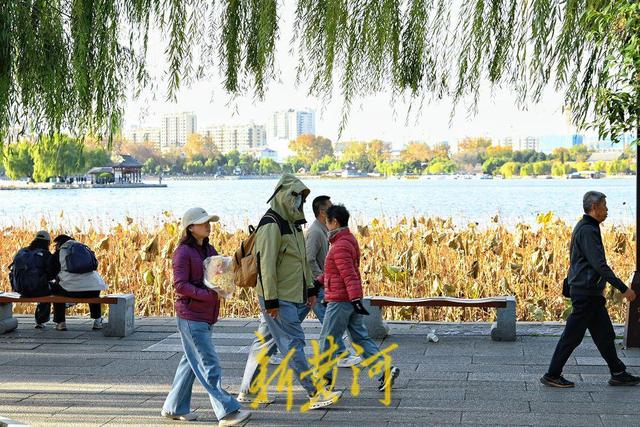 济南迎寒潮天气 大明湖畔游客寒风中赏残荷韵味足