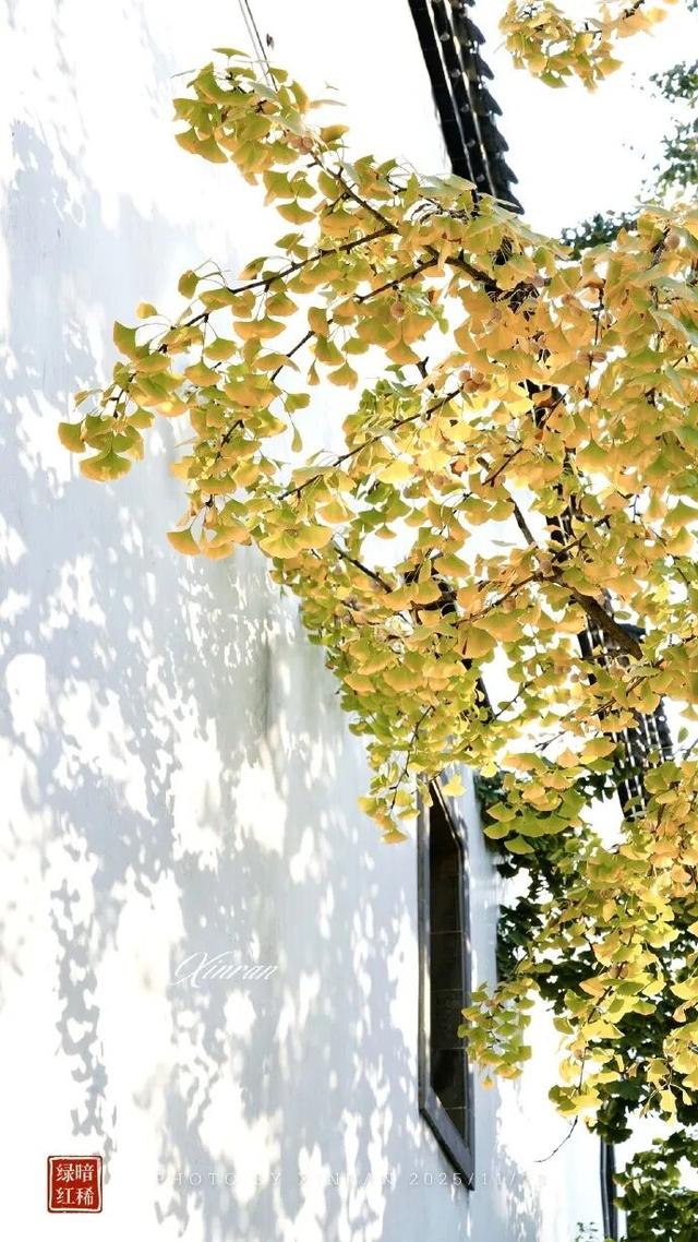 秦淮的银杏，悄悄黄了
