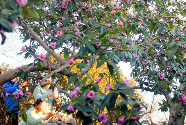 江苏苏州：古典园林沧浪亭古山茶花绽放