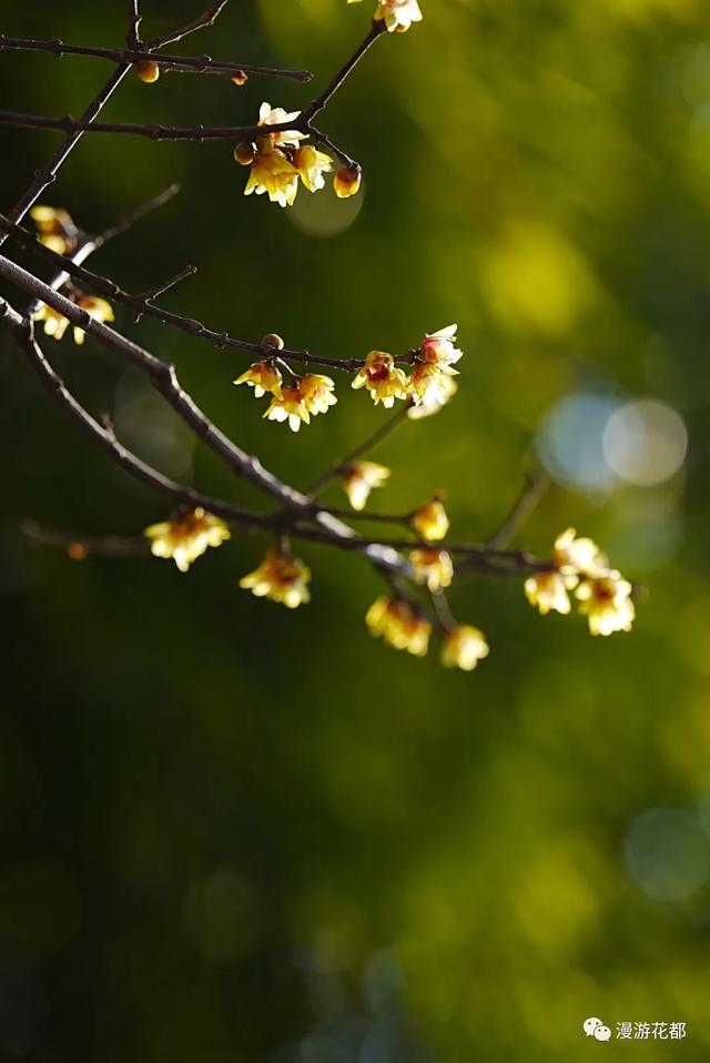 冬樱花、梅花、郁金香、虞美人......昆明最全赏花攻略请查收