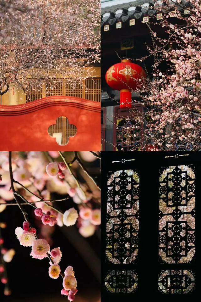 已开！成都怎么提前过上“春天”了