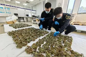 近半有阳澄湖产地标识，540只大闸蟹申报为桌板被海关查获图片
