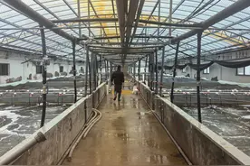 高质量发展看中国｜青蟹苗“坐飞机”走南闯北助共富图片