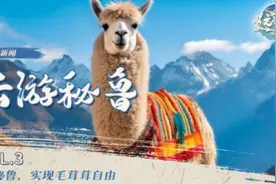这就是秘鲁丨国宝神兽全身都是宝？ta超会“赚”的！图片