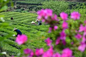强降雨区域转移，多地有暴雨大暴雨，南方降水增多图片
