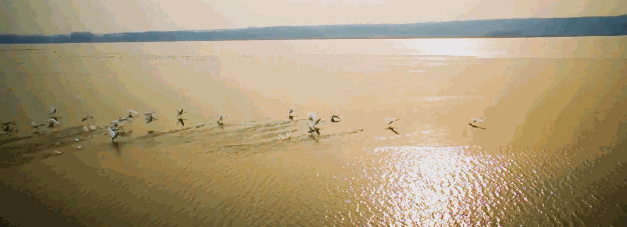 运城九大观鸟胜地邀你共赴冬日童话～