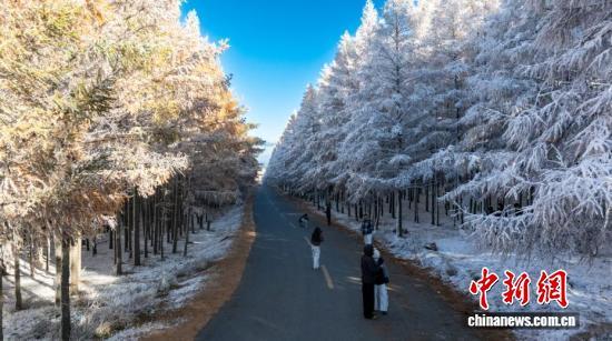 一半金黄一半雪白，秋日雾凇上线！