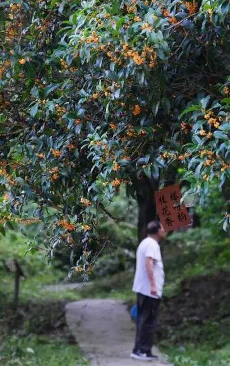 后半个假期必打卡！浙江5处神仙赏桂地，处处铺满花香！