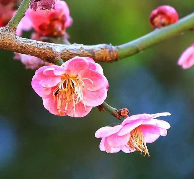 跟着滇超游昆明 | 歪歪歪！有“梅”有人告诉你，黑龙潭的梅花都开好了
