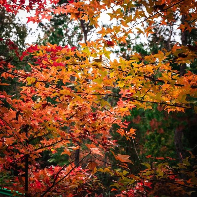 去有“枫”的地方，团风大崎山“枫”景正好！