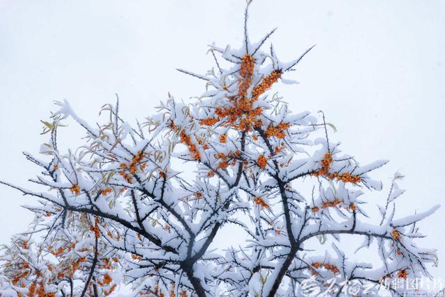 那拉提：雪花轻舞绘就清雅丹青