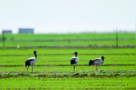 大湖观澜 ——“呵护碧波荡漾的青海湖”蹲点调研采访（上）图片