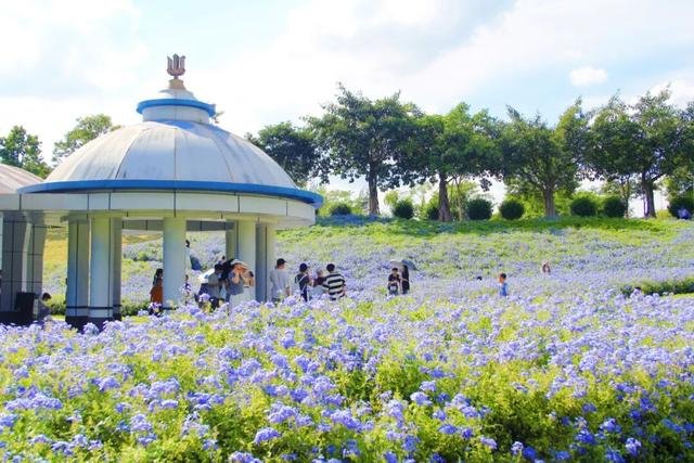 寒露凝秋色 花绽景常新