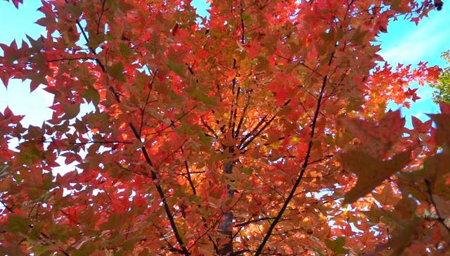 旌德，红黄橙绿白～