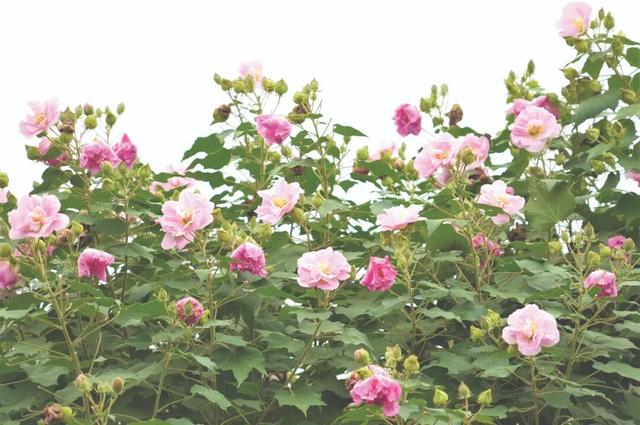 一日三色！南宁明月湖畔芙蓉花开了