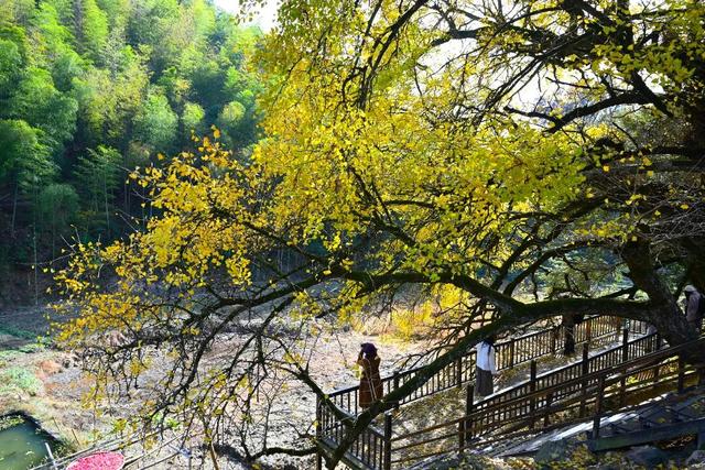 江西铅山：“银杏树王”进入最佳观赏期 引客徜徉金色画卷