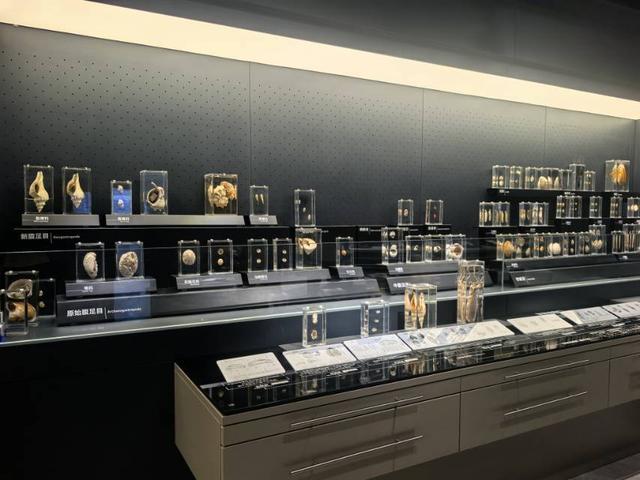 这里是青岛｜海大海洋生物博物馆免费开放，3000余标本展现海底奇幻