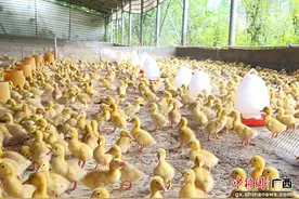 贵港港北区武乐镇：肉鸭养殖助力乡村振兴图片