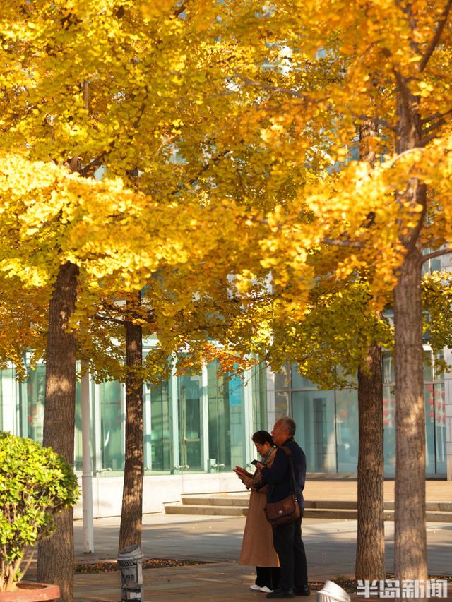 澳门路银杏树披“金甲”