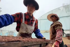 目标亩产1200公斤！袁隆平超级杂交水稻蒙自示范基地开始育秧图片