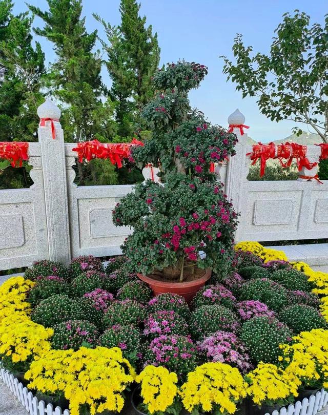 十一，烟台看塔山“菊世无双”