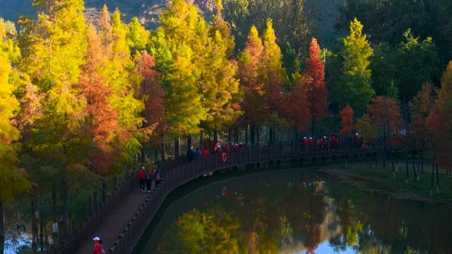 栈道穿红杉，候鸟掠湖面！大理这片湿地美成初冬油画