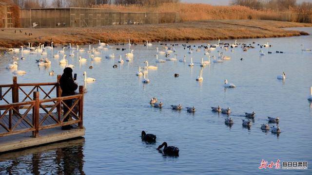 张掖湿地公园演绎初冬唯美景色