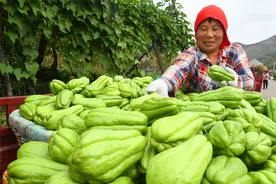 村村有好戏｜“山东屋脊”沂源：丰收节里秋收忙图片