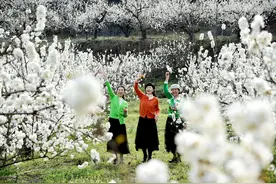 南漳：樱桃花开季 游人赏花来图片