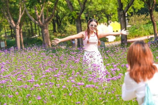 今开幕！顺义这片10万平米花海，壮观！