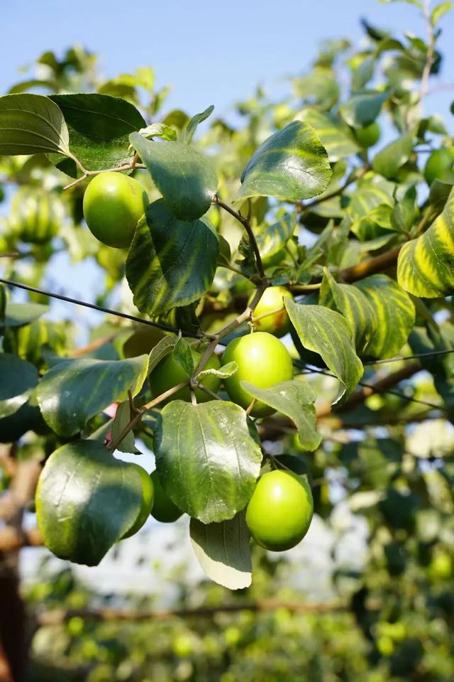 贤鲁跑名额增加！环岛吃喝玩乐购全攻略→