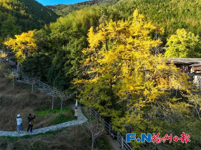 惊艳上线！福州这里变身“黄金村”！还有人靠它悄悄赚钱……