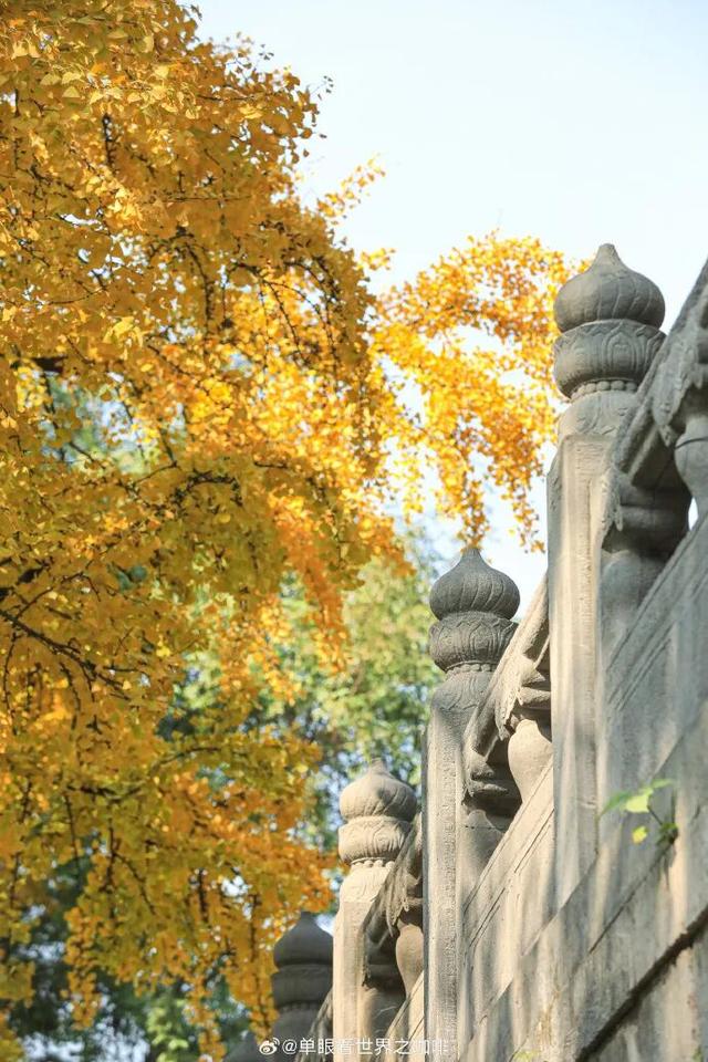 怎么能错过秦淮的秋天呢？