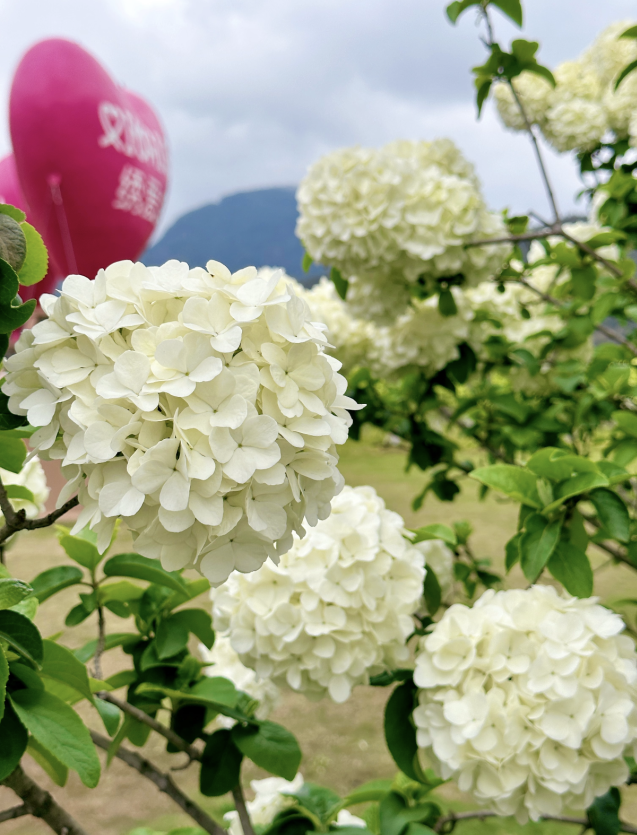 台州这些初夏赏花秘境，承包你的朋友圈