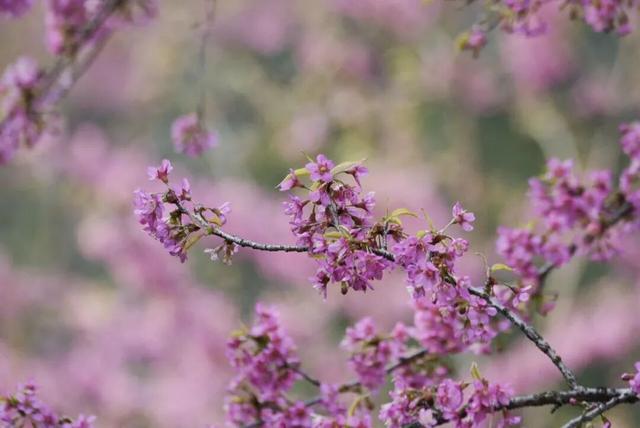 已开！成都怎么提前过上“春天”了
