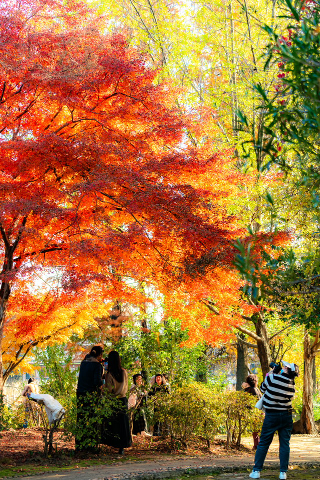 红红红红！红“枫”了！