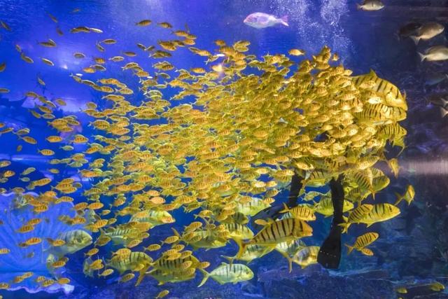 错过等12年？海底世界马年生肖特惠仅20.26元，9.9元儿童票惊喜开抢！