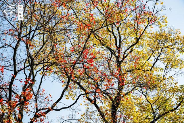 秦淮花事｜乌桕斑斓，半城秋色入画来