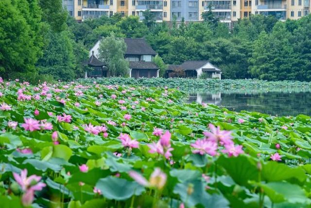莫愁湖的四时美景，你见过多少？