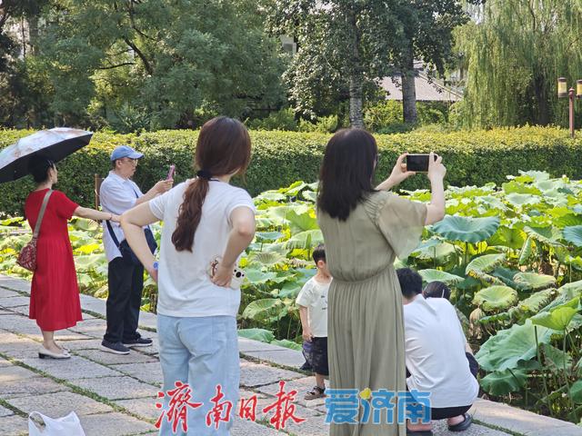大明湖的白色浪漫已上线，错过再等一年！