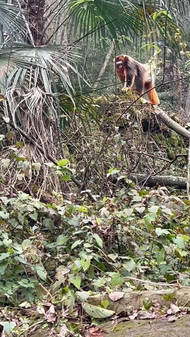 川金丝猴现身什邡洛水仙居山