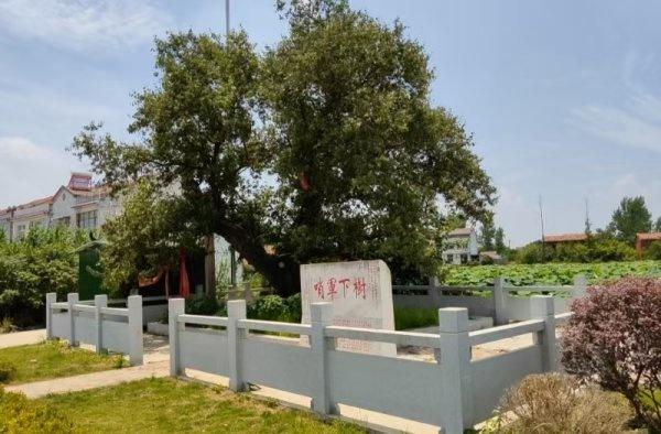 一路可赏多棵百岁古树，武汉推荐6条古树特色游线