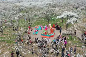 安徽砀山：梨花盛开迎客来图片