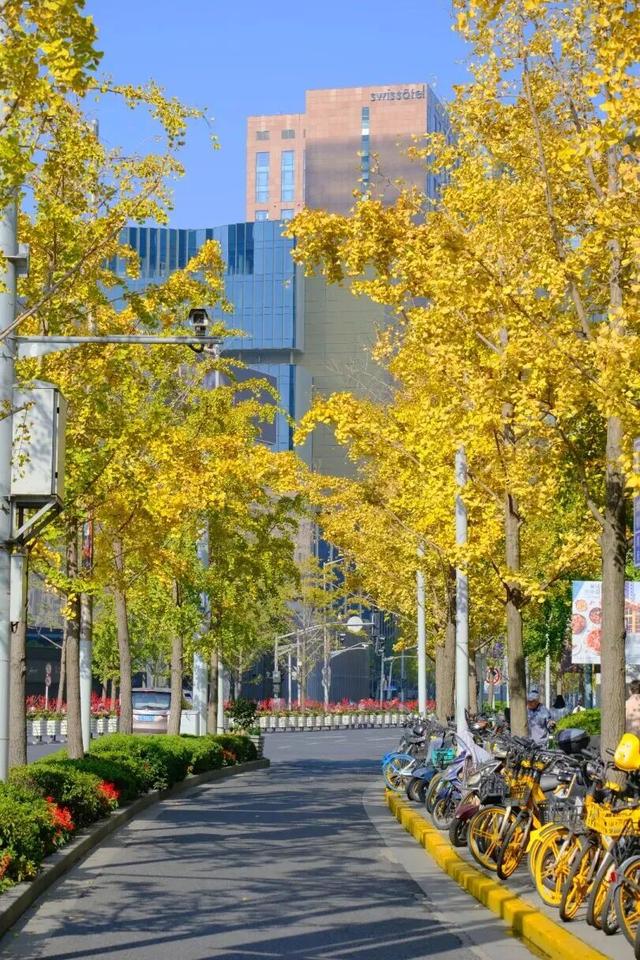 美翻了！苏河湾“红枫天桥”上线！更多金色、橙色、赭红色正在路上……来看↗