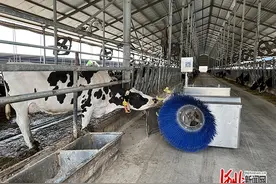 记者走基层｜这家合作社喂牛用上机器人图片